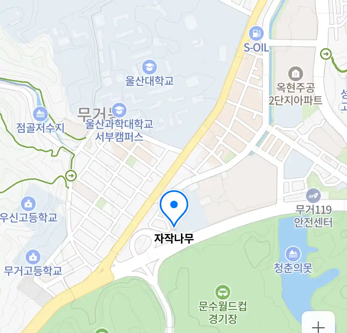 자작나무 위치